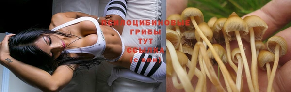 трава Богородицк
